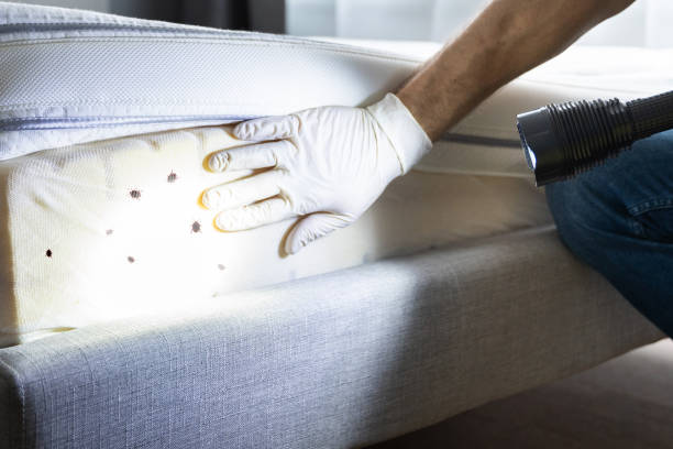 Best Emergency Pest Control  in Mulvane, KS