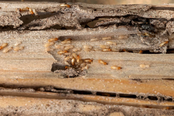 Best Best Pest Control Companies  in Mulvane, KS