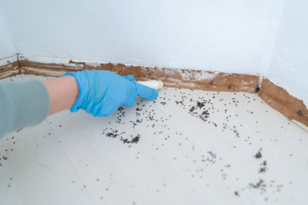 Best Cockroach Control Services  in Mulvane, KS
